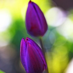 Evening Tulips